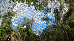 The rainforest biome, at the north end of Biosphere 2, was designed to simulate several tropical rainforest habitats. (Photo: Bob Demers/UANews) The rainforest biome, at the north end of Biosphere 2, was designed to simulate several tropical rainforest habitats. (Photo: Bob Demers/UANews)